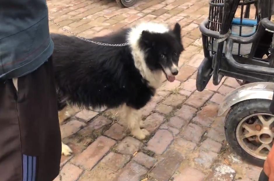 600元边牧幼犬出售,600元边牧犬出售