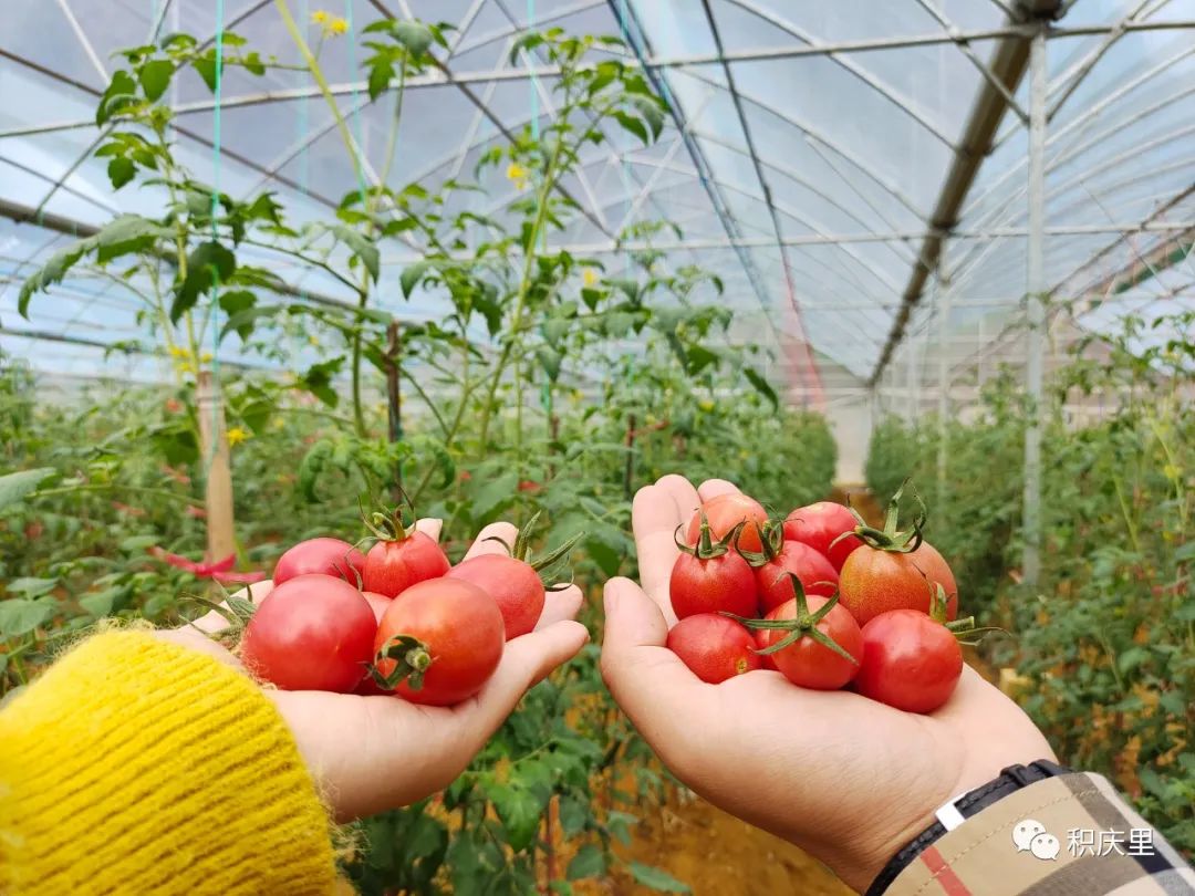 樱花烂漫，没有人会拒绝的粉色浪漫！