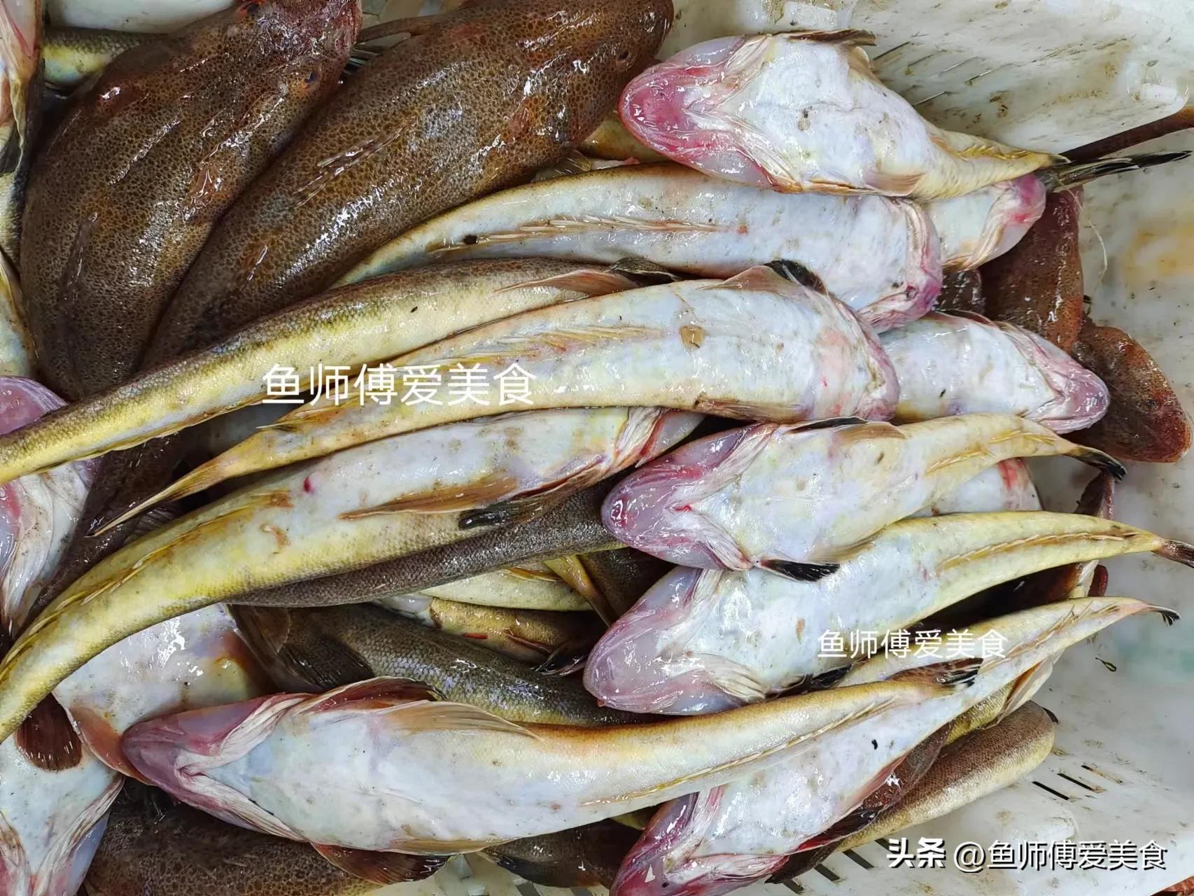 超级好养的海鱼,春季什么海鱼便宜又好养