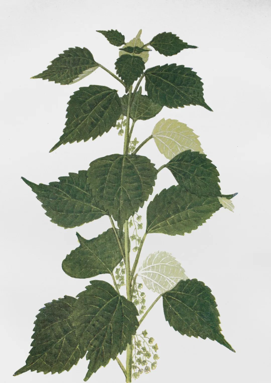 苎麻草,苎麻属于哪类草