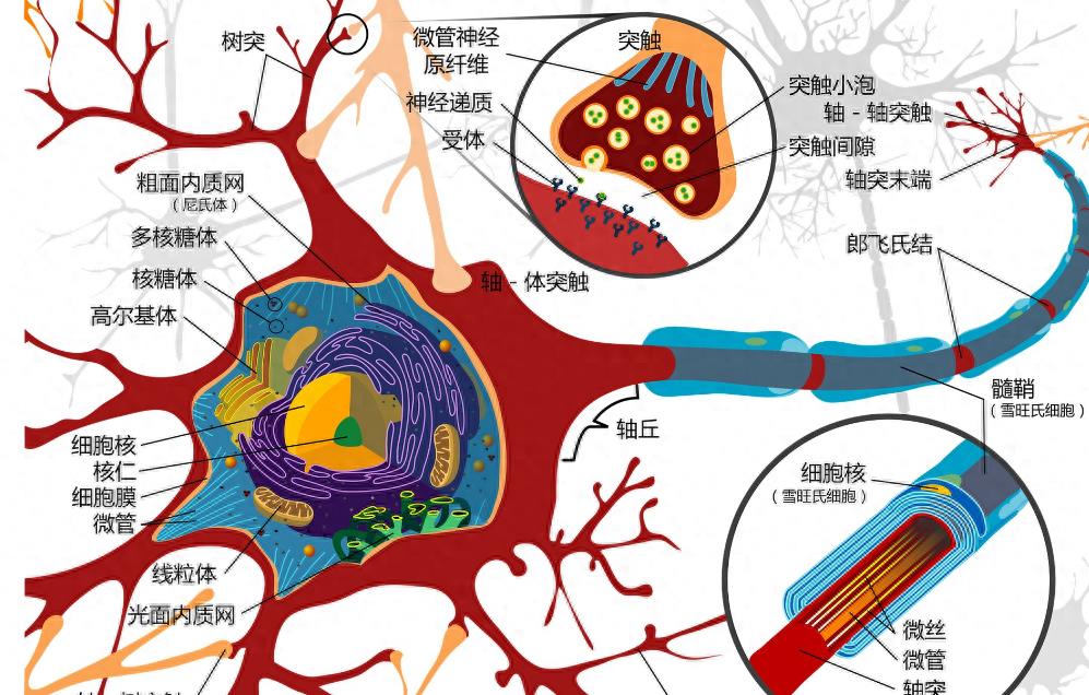 性学实验,生理学探索性实验