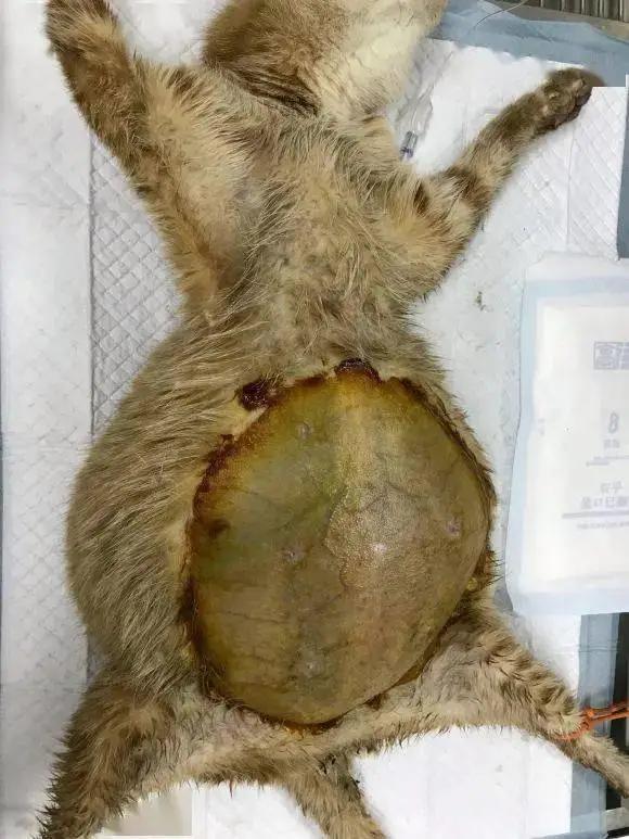 “猫咪发情，可以用棉签帮它爽爽吗？”