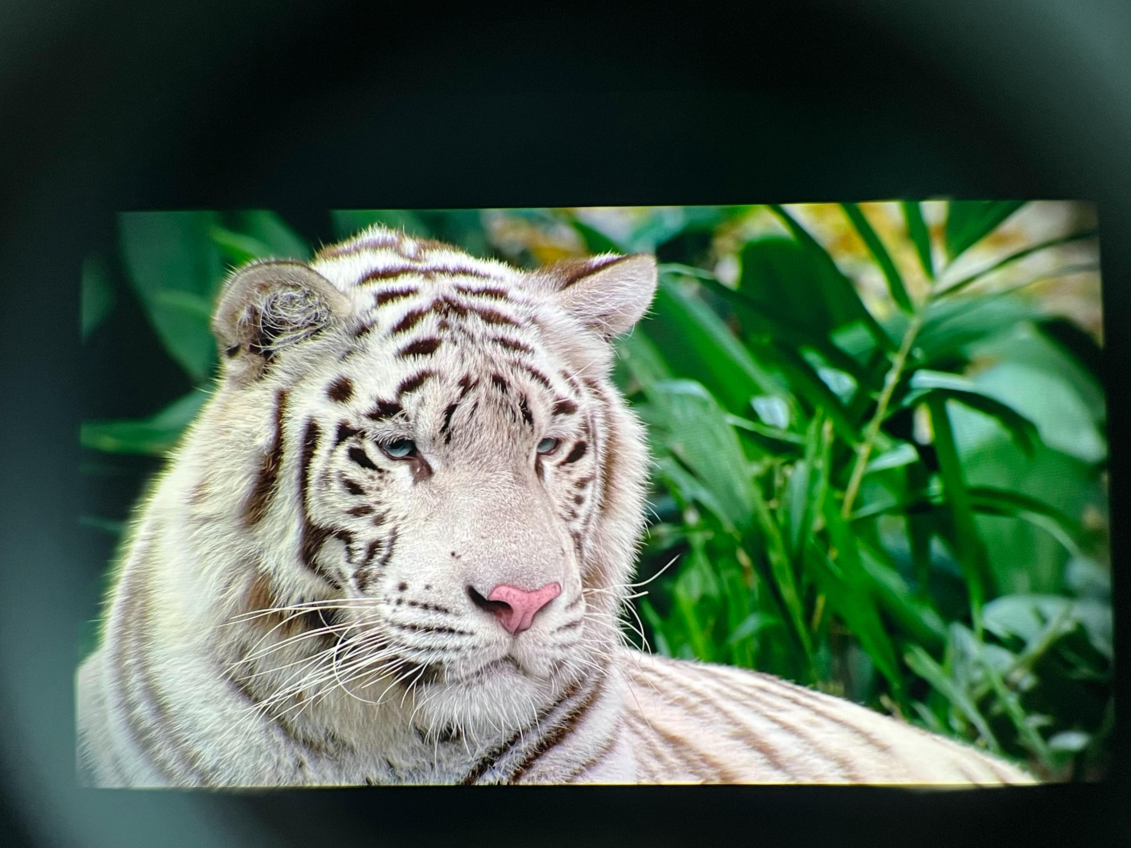 IMAX巨幕“上头”是什么体验？-GOOVISG3MAX带你打开新视界。