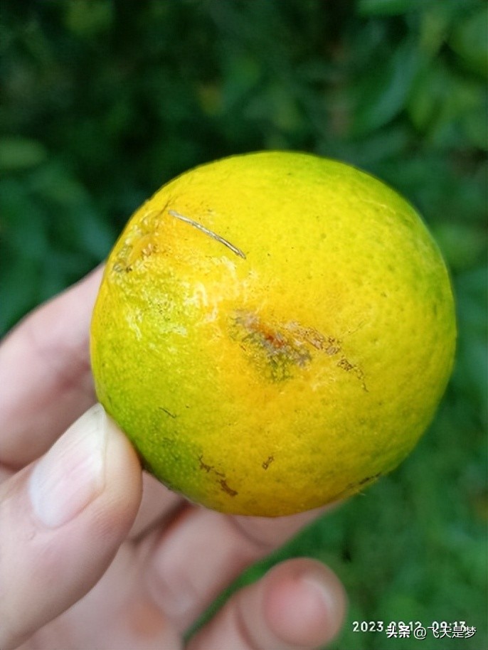 你的柑园布防果蝇未？