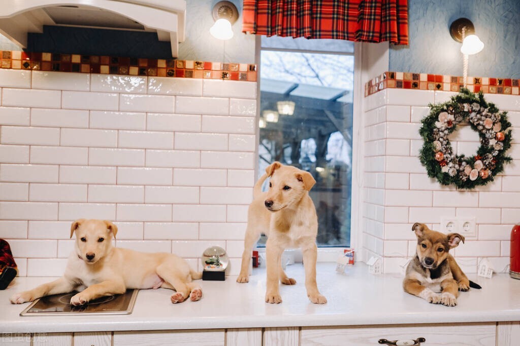 狗狗产后综合征有生命危险吗,狗产后乳腺炎症状