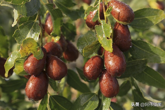 历史的稀世珍宝,和田大枣的历史文化价值有哪些