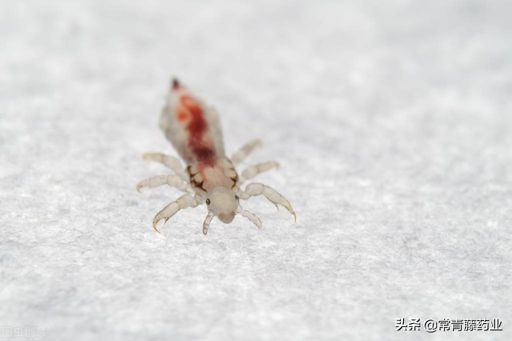 阴虱头虱和体虱有什么区别呢,阴虱体虱头虱不是一个品种吗