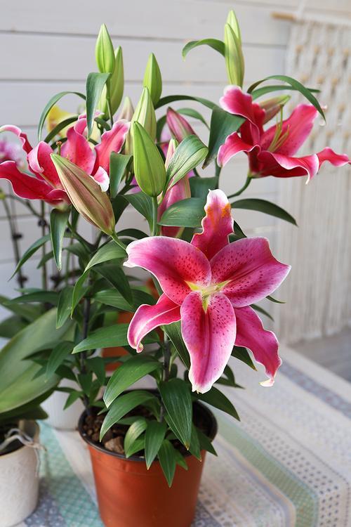 清香淡雅，香水百合的种植方法，以及养护技巧