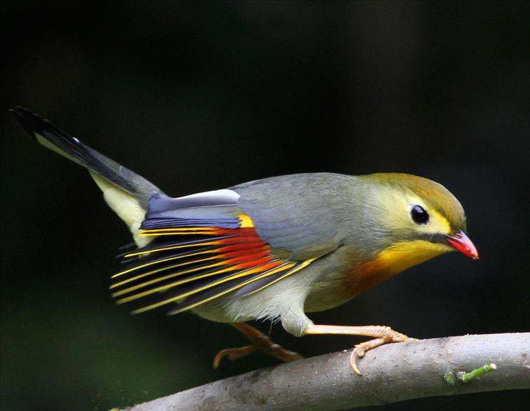 50张最佳鸟类摄影作品,鸟儿大全大图
