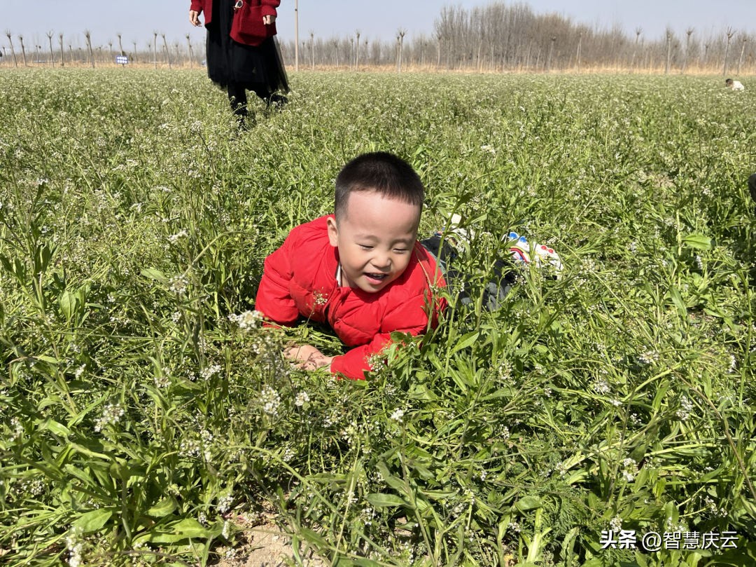 春风有信花开有期隶书,春风有信花开有期一路向阳