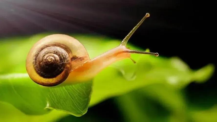 治愈蜗牛教程,超级治愈避雨蜗牛