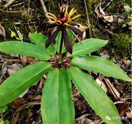 神农本草经上关于七叶一枝花,七叶一枝花号称药王