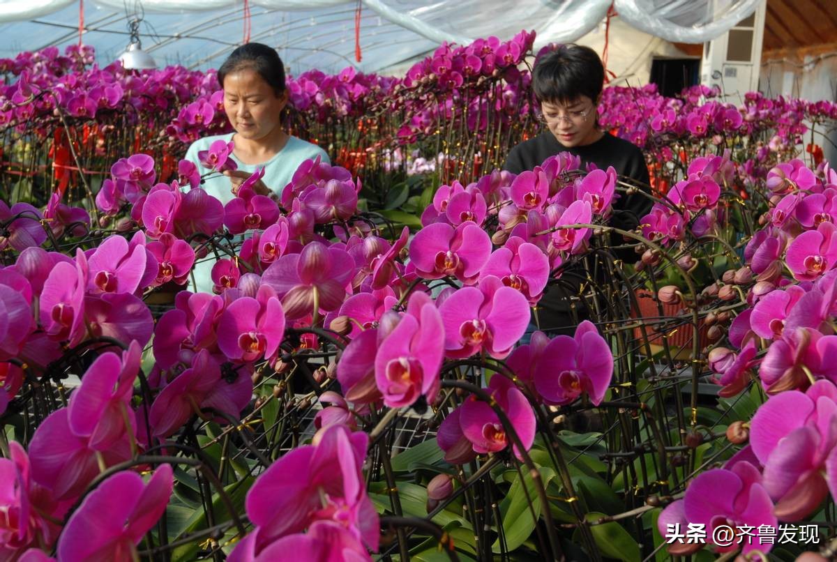 山东即墨：蝴蝶兰花俏销迎新春