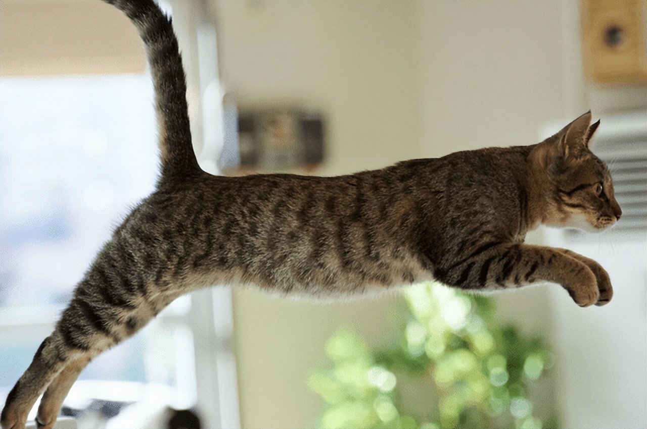 好养好看的短毛猫有哪些品种,狸花猫十种适合新手养的猫