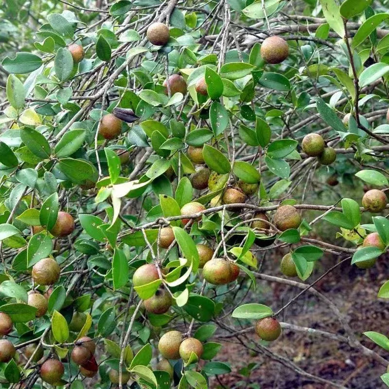 农村种植茶树的前景,种一亩茶树一年的收入多少钱