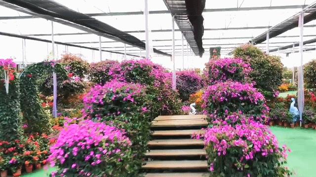 南宁徐霞客出游攻略,徐霞客在广西住了多少年