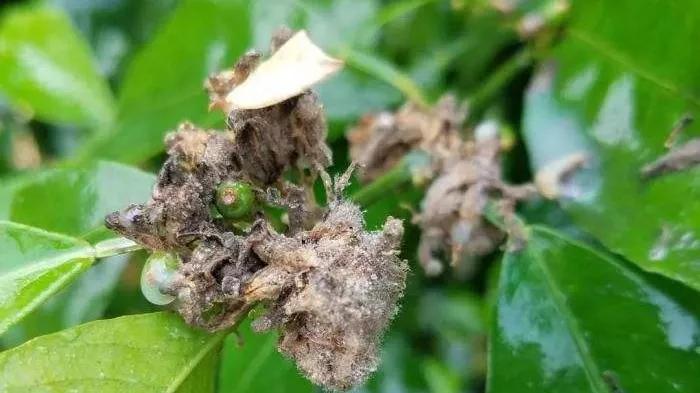 柑橘6月份的病虫管理措施,春季雨水多柑橘怎么保果