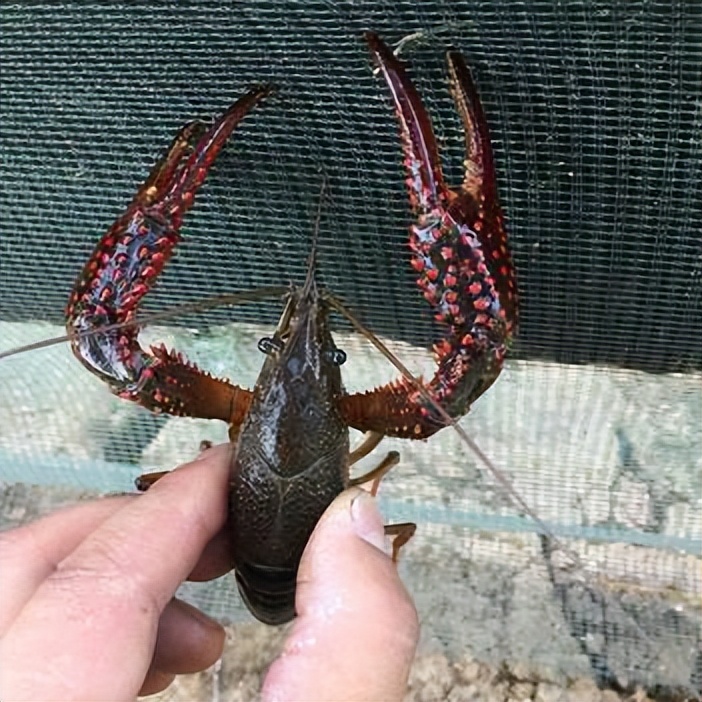 夏天小龙虾到底能不能吃,小龙虾烧烤的危害