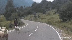 学生适合在宿舍里养的小宠物,在宿舍偷偷养的小宠物