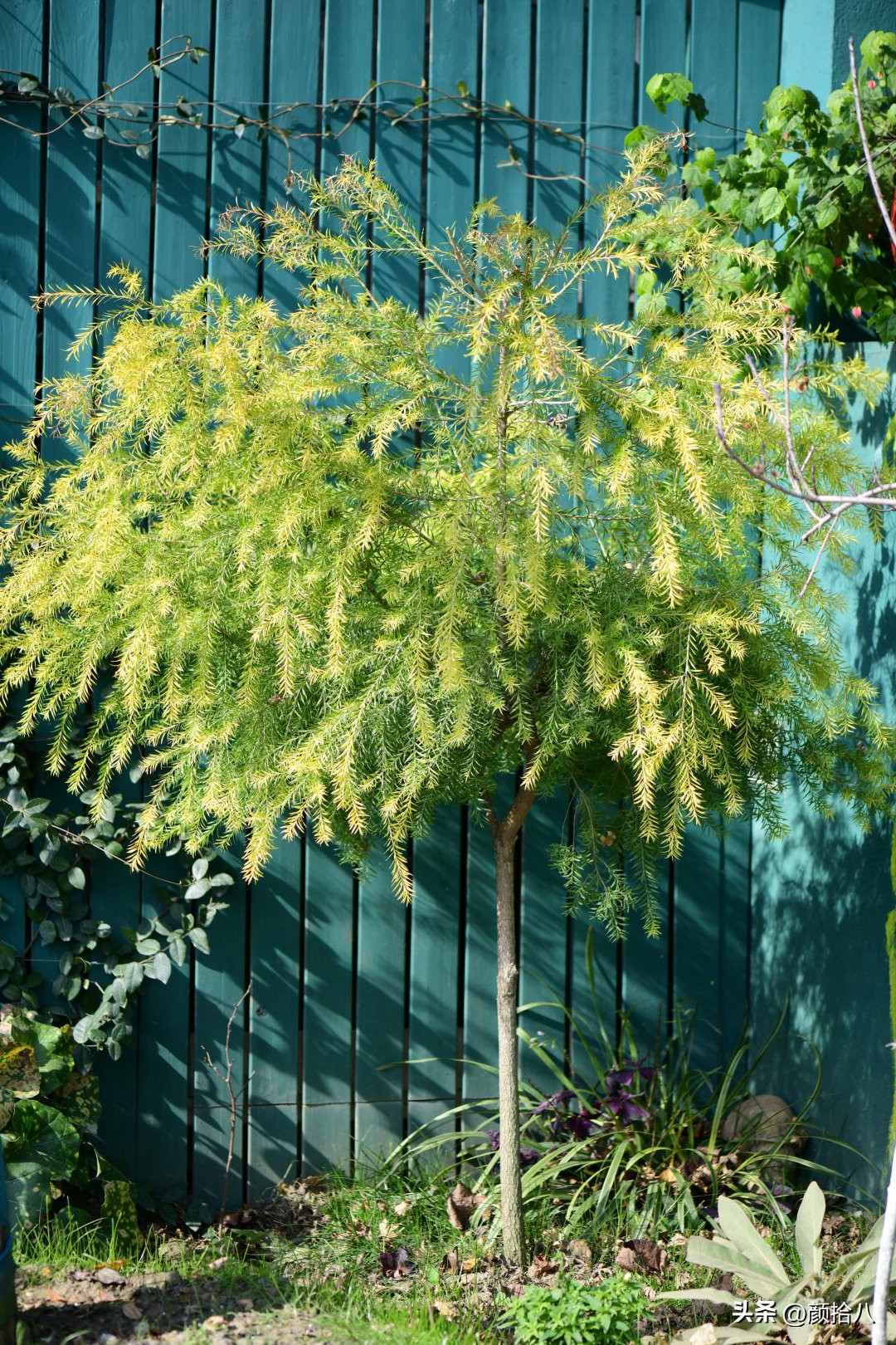 天冷怎么注意植物冻死,植物怕冷怎么过冬