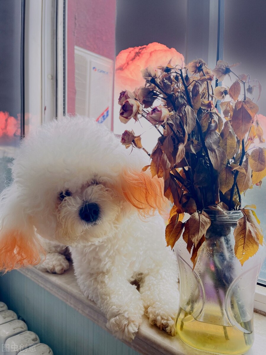 狗狗来姨妈吃什么,狗狗也有姨妈吗