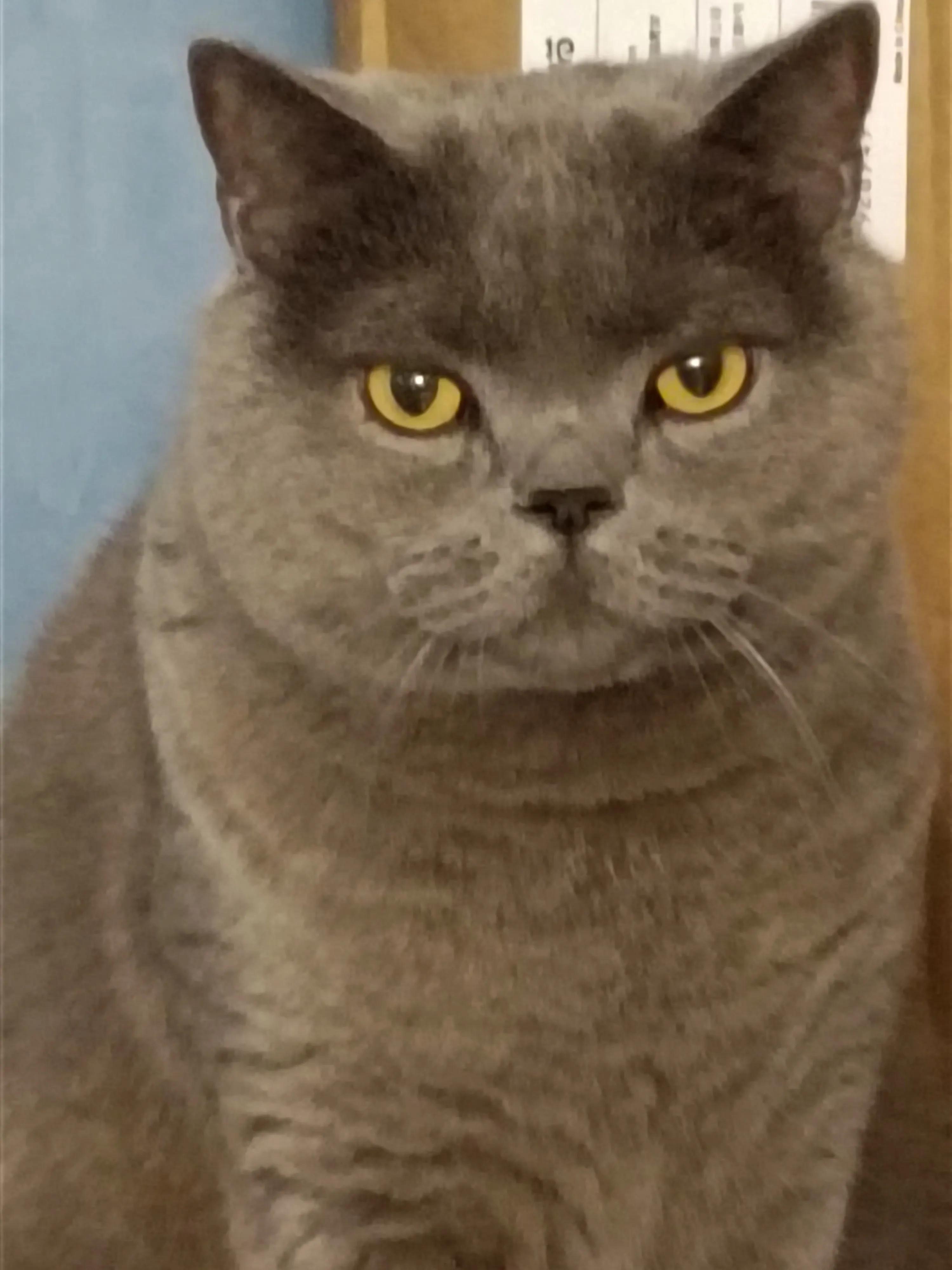 喵喵和猫猫的故事,小猫咪和小奶猫的故事