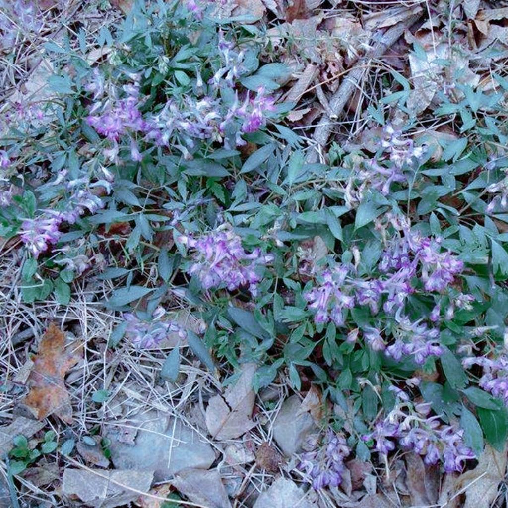 药农卖元胡十分钟赚52万,止痛片100片东北袋装