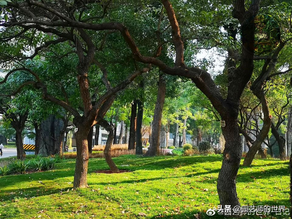 疏林草地的作用,疏林草地效果图