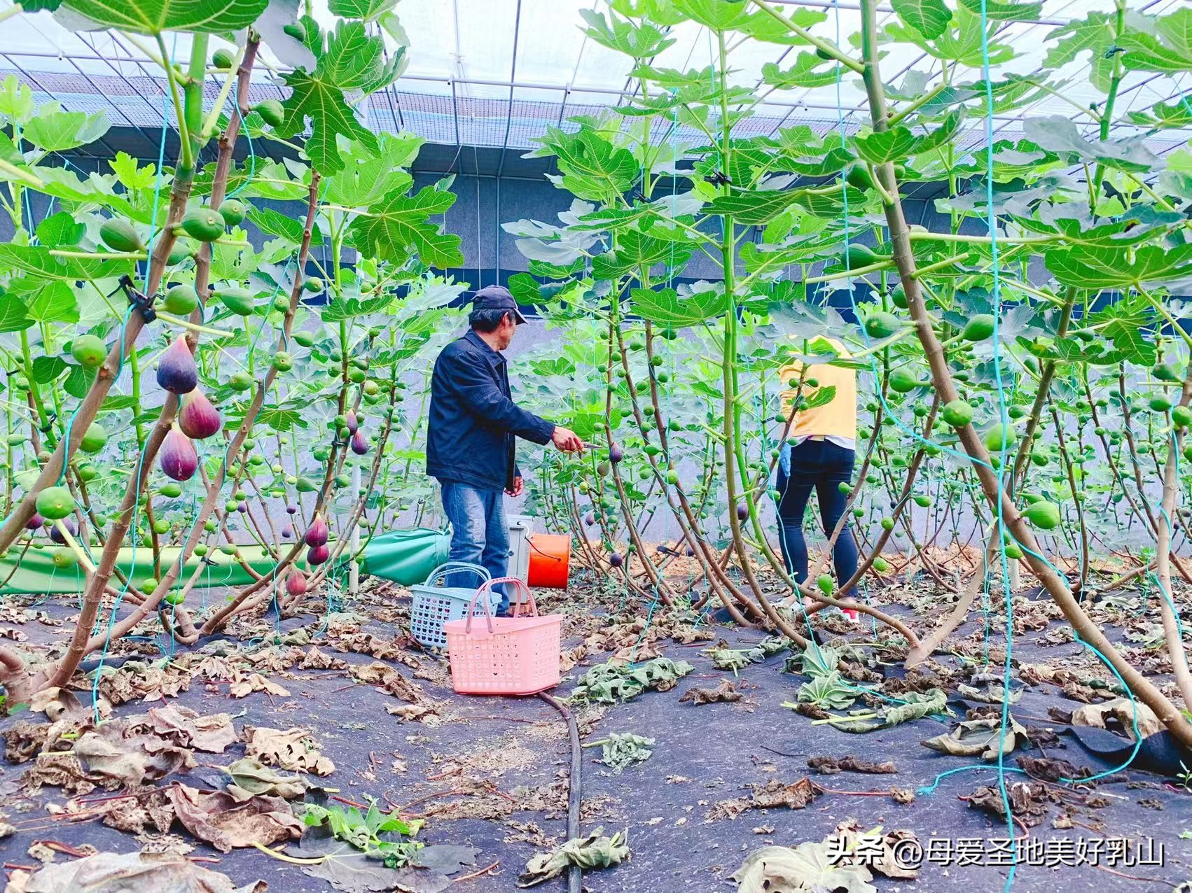 乳山一片海无花果,品味山海乳山