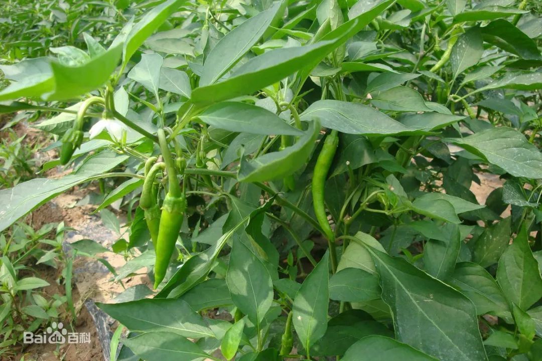 最辣的辣椒全球,全球超辣辣椒