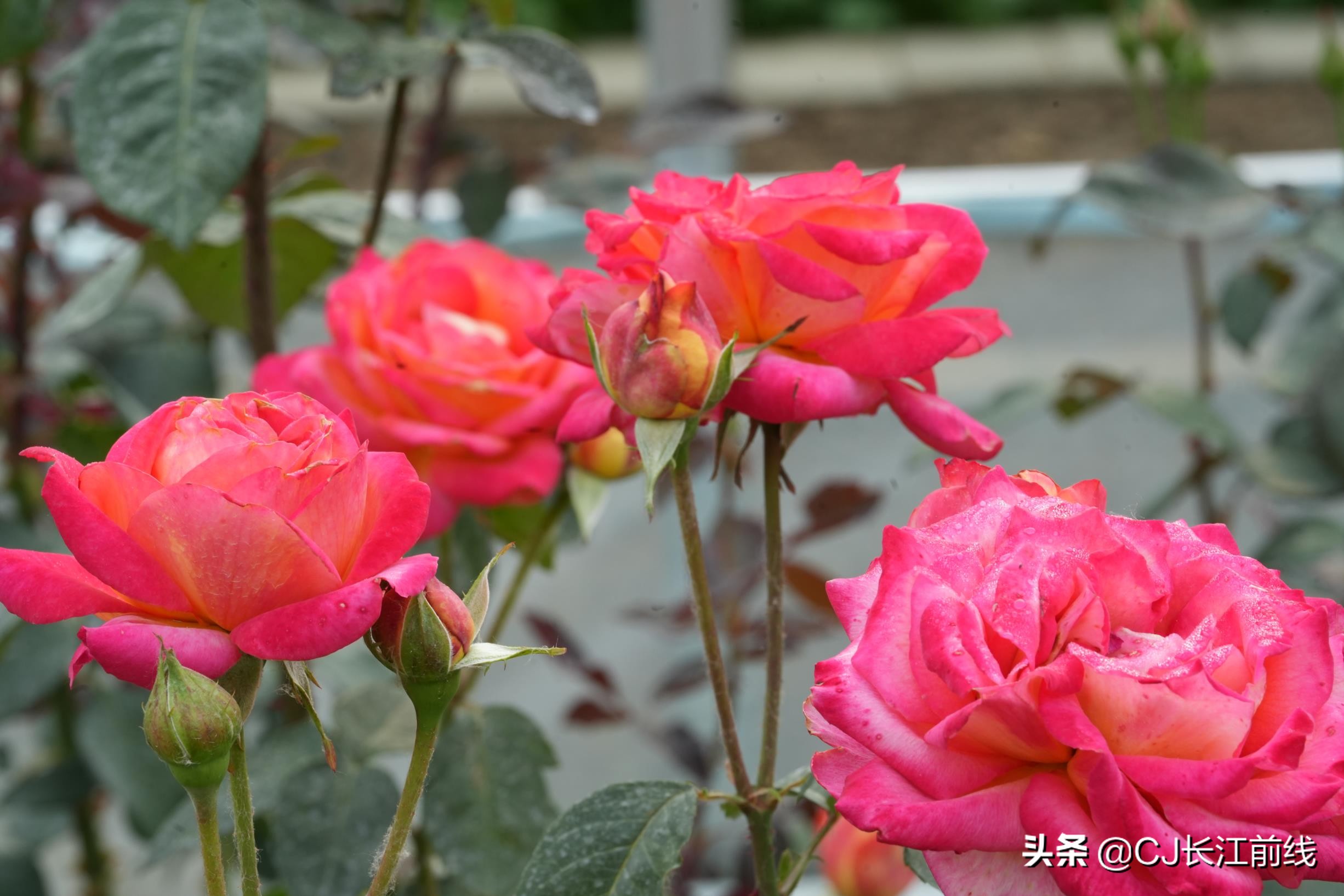 河南淮滨:乡政府旁的“樊家花园”(组图)