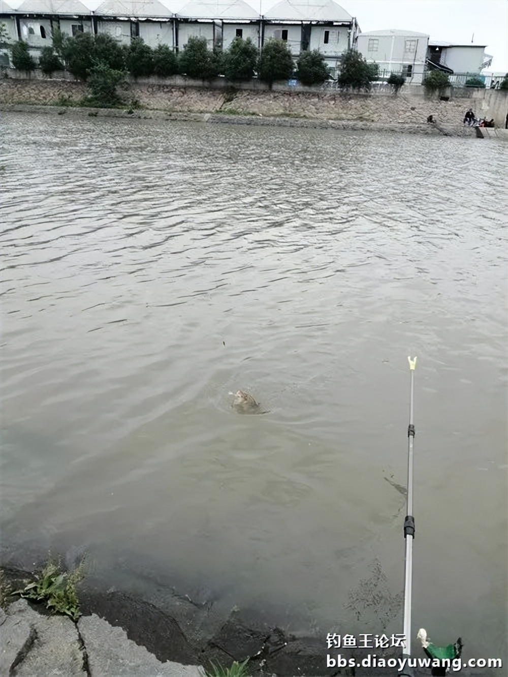 钓鱼王大鲫饵料是什么香味,钓鱼王大鲫和本味有什么区别