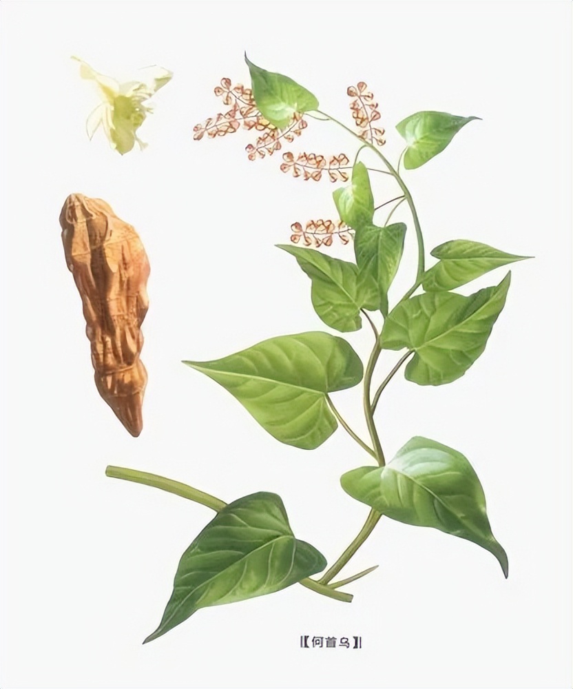 缺铁性贫血中医病机,缺铁性贫血喝益气养血口服液