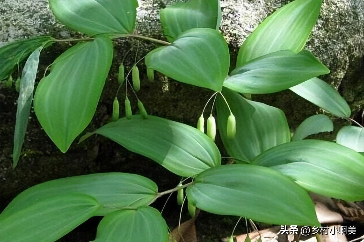 俗称小人参的植物煲汤,鸡头参有什么疗效