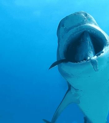 30张活久未见的图片,30组活久见的照片