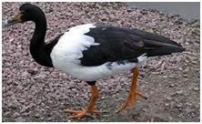 鸟类在分类学中统称为什么,鸟纲分类总表