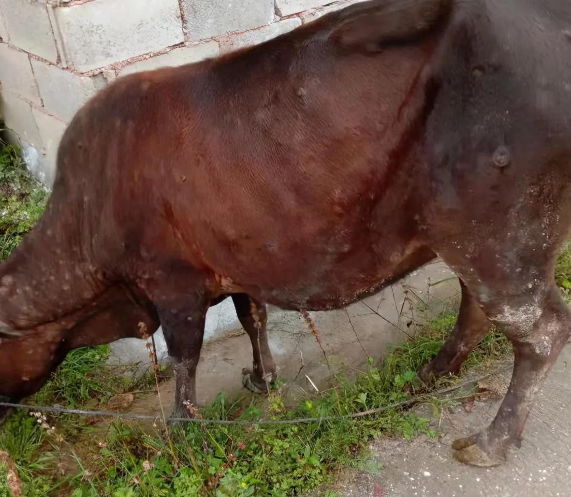 给牛驱虫药哪个牌子好,给牛驱虫打针的正确方法