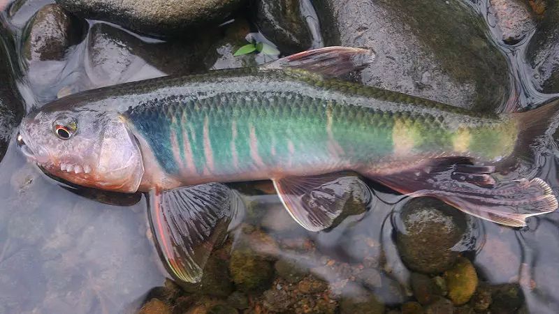 这鱼只生活在清澈水域，肉味极为鲜美，我们叫、溪哥