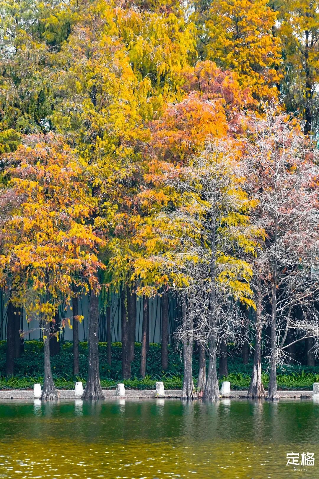 深圳免费露营的公园推荐,深圳22个露营公园