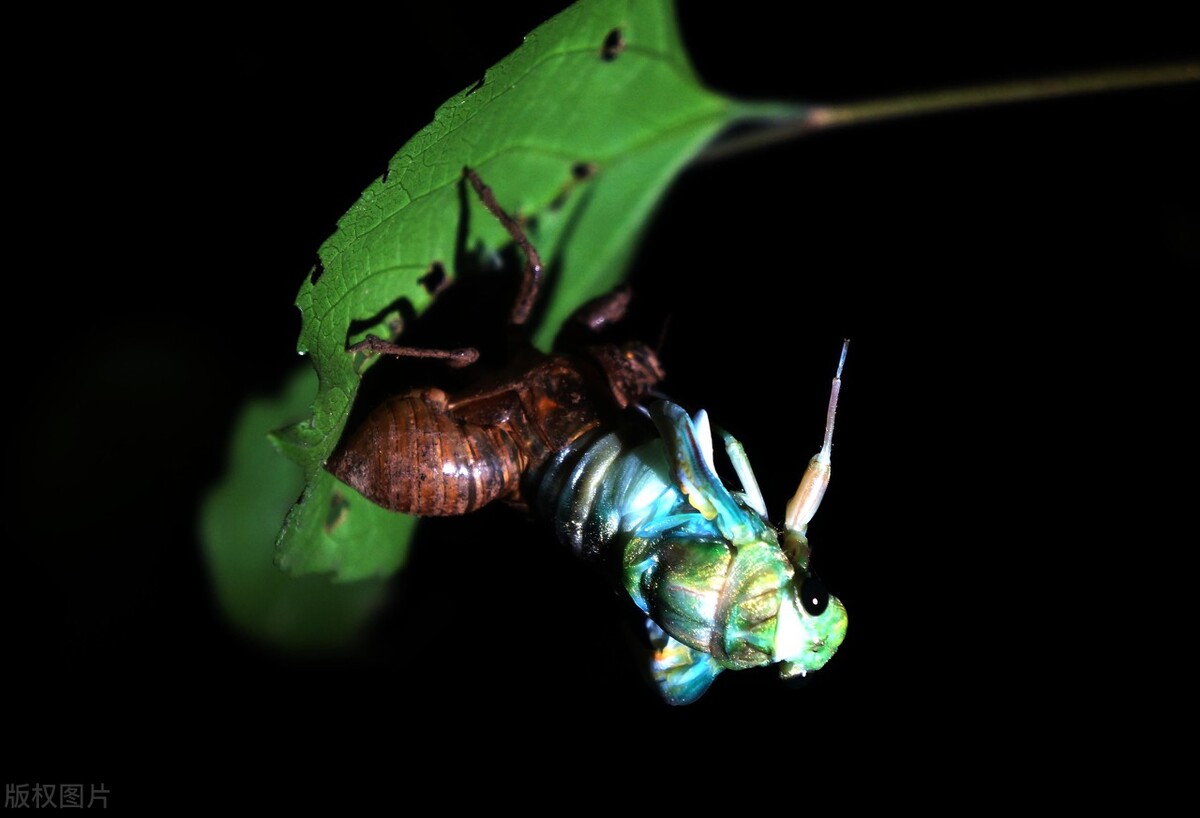 庄稼地里的知了,故乡的知了