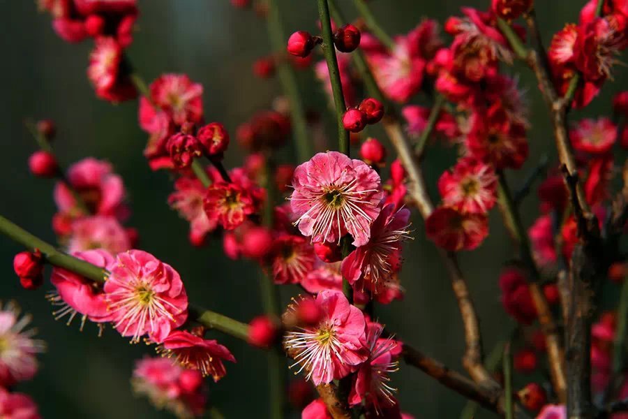 梅花香自苦寒来完整版,梅花香自苦寒来