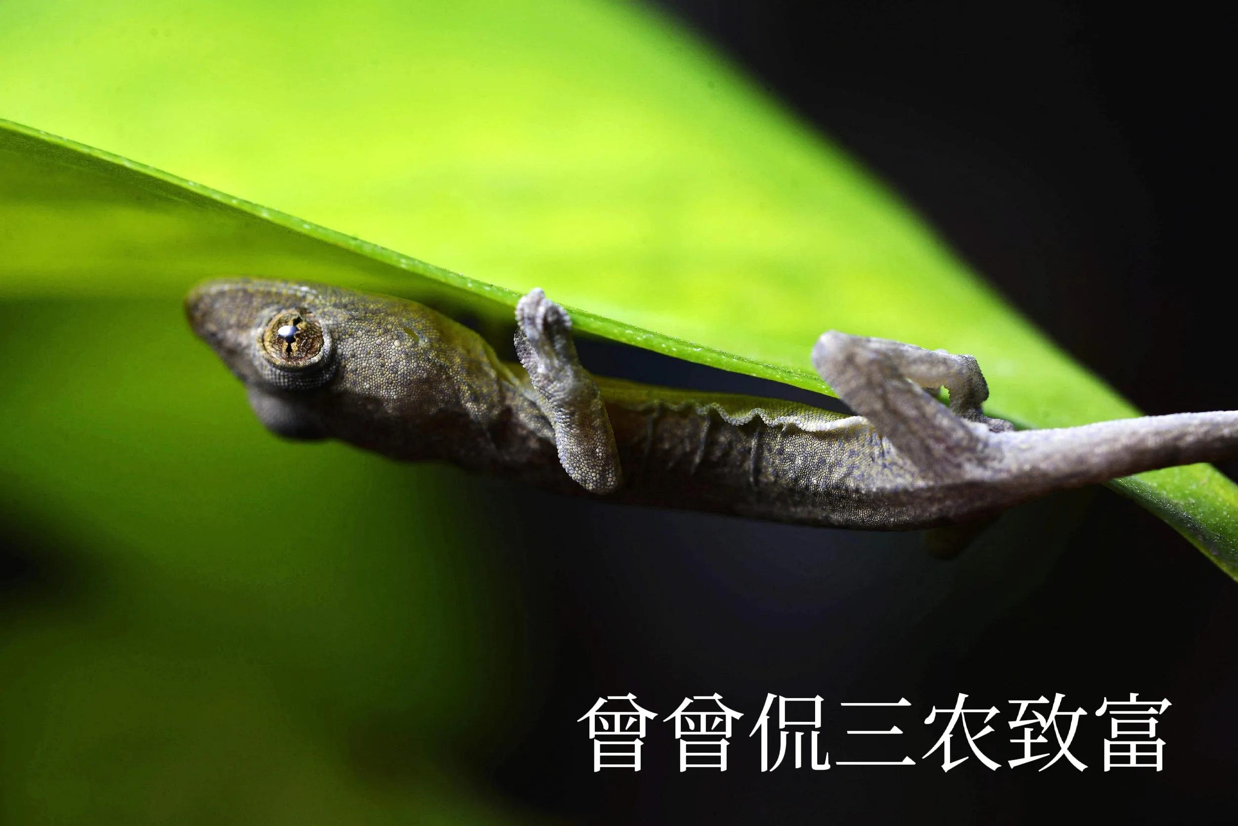 神秘生物壁虎,野生小壁虎品种