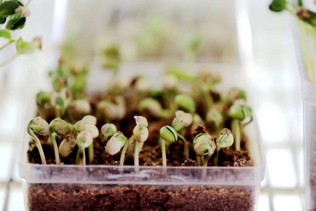 北大荒二次创业营销,二次创业北大荒