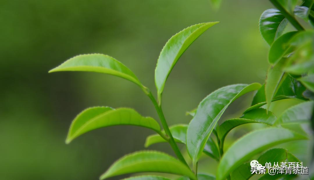 了解一下凤凰单丛,了解凤凰单丛