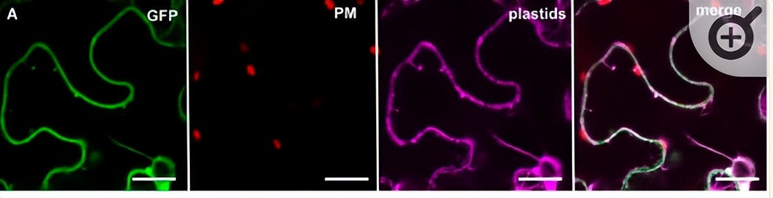NPF2.8促进因子对拟南芥花粉表面黄酮醇糖苷积累作用的研究