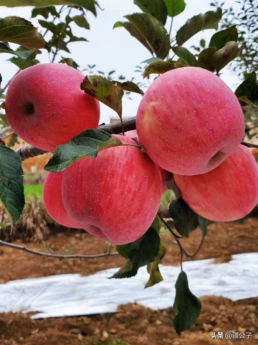 色香味俱全的甘肃苹果,红艳艳的让人看着流口水