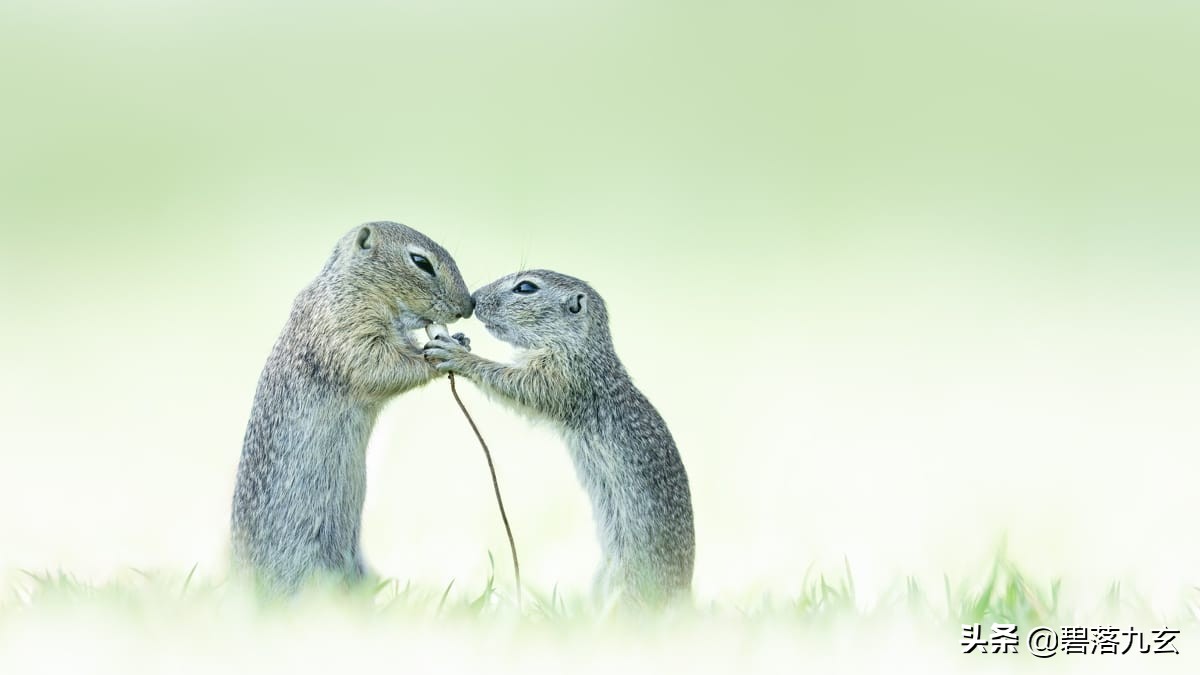 两只松鼠的爱：赢得2021年度特写摄影师挑战赛