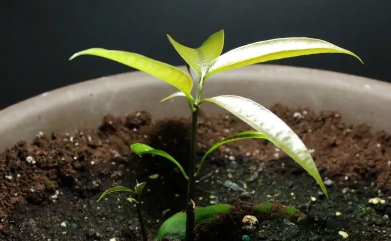 吃的芒果核能种出芒果树来吗,芒果核如何种出芒果树