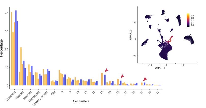 甲壳类动物断肢能再生吗,甲壳类动物肢体再生