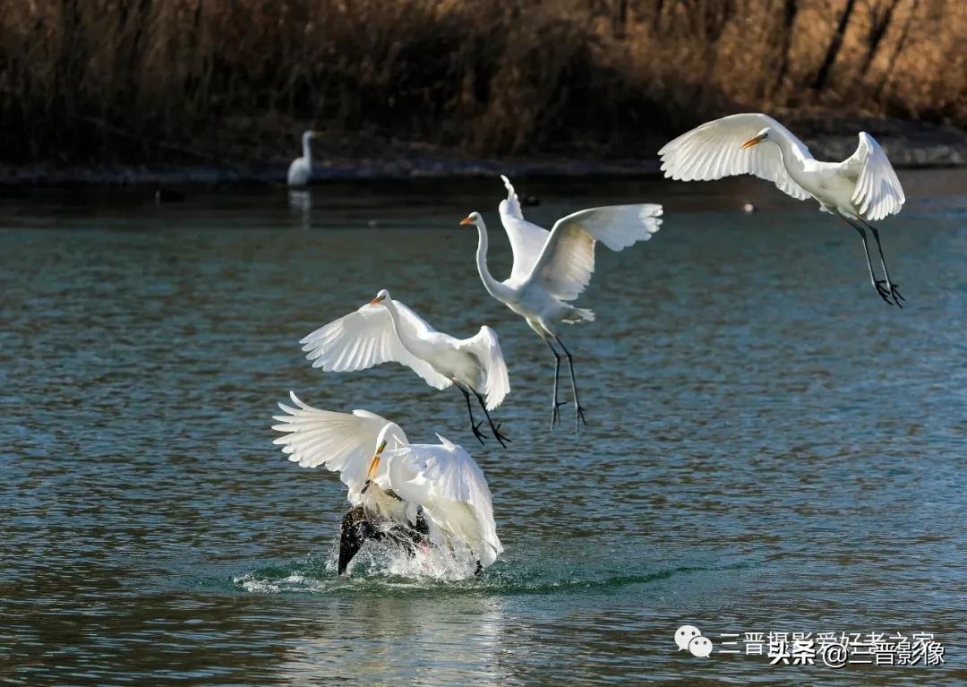 照相机的型号越来越多，如果拍鸟的话，有哪些型号值得考虑